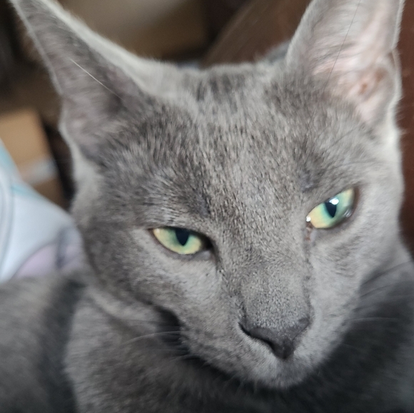 Meet your Posher, Abigail - Picture 4 of 5